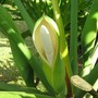Monstera