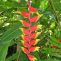Heliconia rostrata