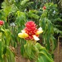 Costus comosus (Costus comosus)