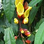 Thunbergia mysorensis (Thunbergia mysorensis)