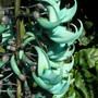 Strongolodyn macrobotrys ( Blue yade vine ) (Strongylodon macrobotrys)