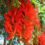 Mucuna bennettii (Munuca bennettii)