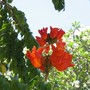 Spathodea campanulata (Spathodea campanulata)
