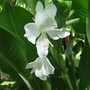 Hedychium coronarium