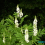 Sanguisorba (sanguisorba)