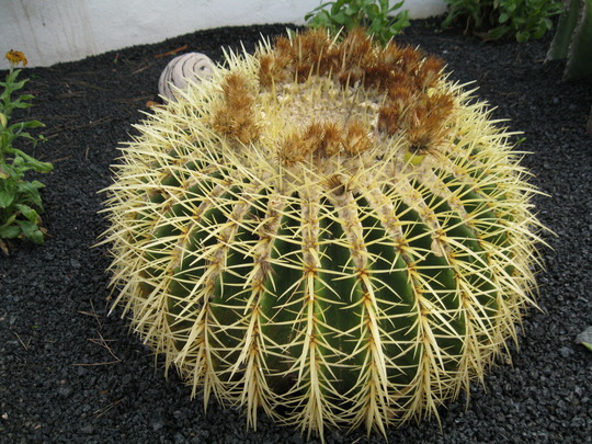 Cactus...Lanzarote..