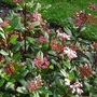 Viburnum tinus 'Gwenllian' (Viburnum tinus (Laurustinus))