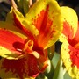 Canna lilies