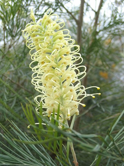 Grevillea moonlight (Grevillea)
