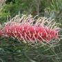 Grevillea flamingo
