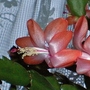 Schlumbergera
