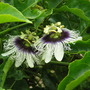 Passiflora (Passiflora edulis (Golden Granadilla))