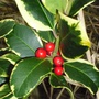 Ilex altaclerensis  'Golden King' (Ilex a altaclerensis)