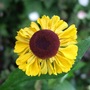 Helenium 'El Dorado' (Helenium autumnale (American Sneezeweed))