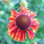 Helenium 'Moerheim Beauty' (Helenium autumnale)