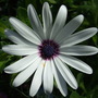 Osteospermum 'Helen Dimond' (Osteospermum jucundum)