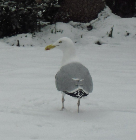 SAS ... Seagull and snow