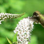 Gooseneck Loosestrife With Hummingbird (Lysimachia clethroides (Lysimachia))