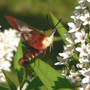 Hummingbird Clearwing (Moth) (Lysimachia clethroides (Lysimachia))