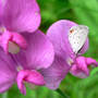 Eastern Tailed-blue