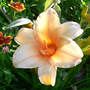 Daylily Dora's Double (Hemerocallis)