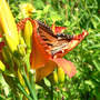 Hemerocallis