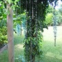 Pergola (Strongolobium macrobotrys)