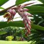 Alpinia zerumbet (Alpinia zerumbet)