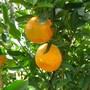 Mandarins (Citrus reticulata (Chen Pi))