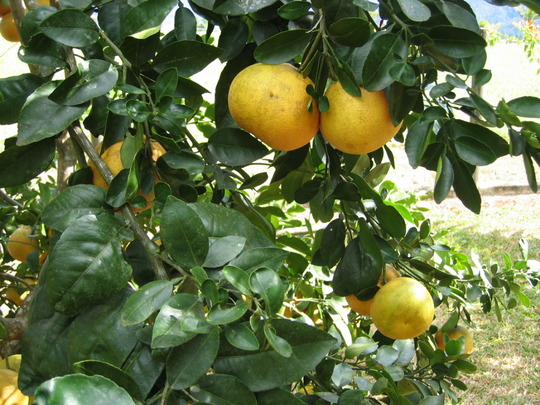 Grapefruit tree (Citrus paradisi)