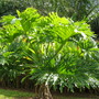 Monstera deliciosa