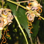 Acacia auriculiformis (Acacia auriculiformis)