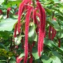 Acalpha hispida (Acalypha hispida)