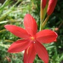 Schizostylis_coccinea__major_