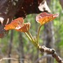 Brachychiton paradoxum (Brachychiton paradoxum)