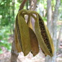 The seedpods  (Brachychiton paradoxum)