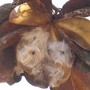 Cochlospermum_fraseri