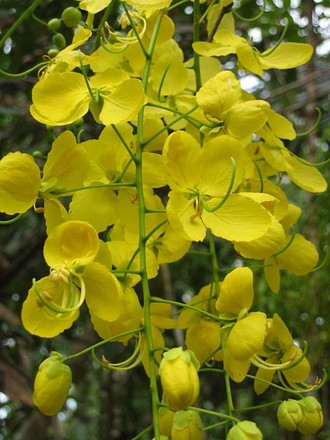 Cassia fistula ( golden shower ) (Cassia fistula)