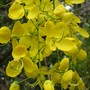 Cassia fistula ( golden shower ) (Cassia fistula)