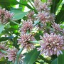 Cordyline_flower4