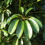 Schefflera actinophylla ( umbrella tree ) (Schefflera actinophylla)