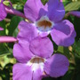 Thunbergia (Tunbergia sp.)