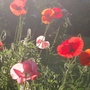 Summer poppies
