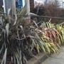 Phormiums St.Andrews