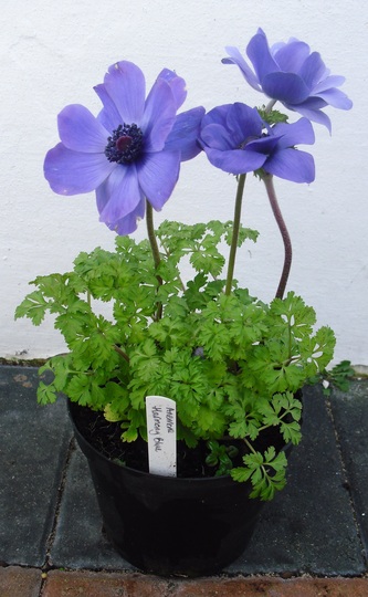 Anemone coronaria (Windflower) Harmony Blue