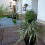 Phormium cookianum 'Tricolor' (Phormium cookianum (Mountain flax))