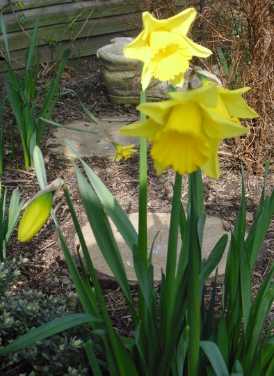 Daffodils in the sun yesterday