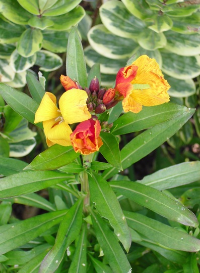 Wallflower