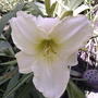 White daylily bloom (Hemerocallis 'Cool It')