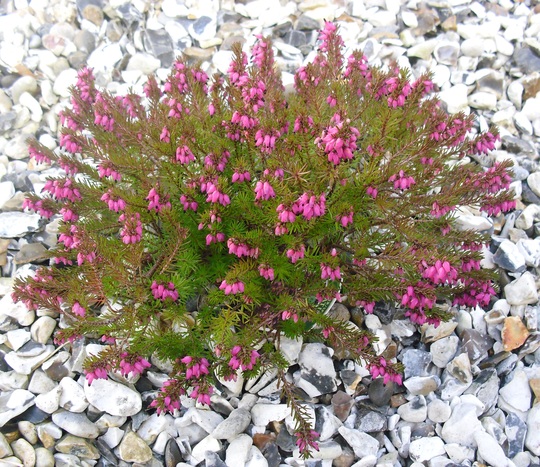 Erica carnea 'Loughrigg' (Erica carnea)